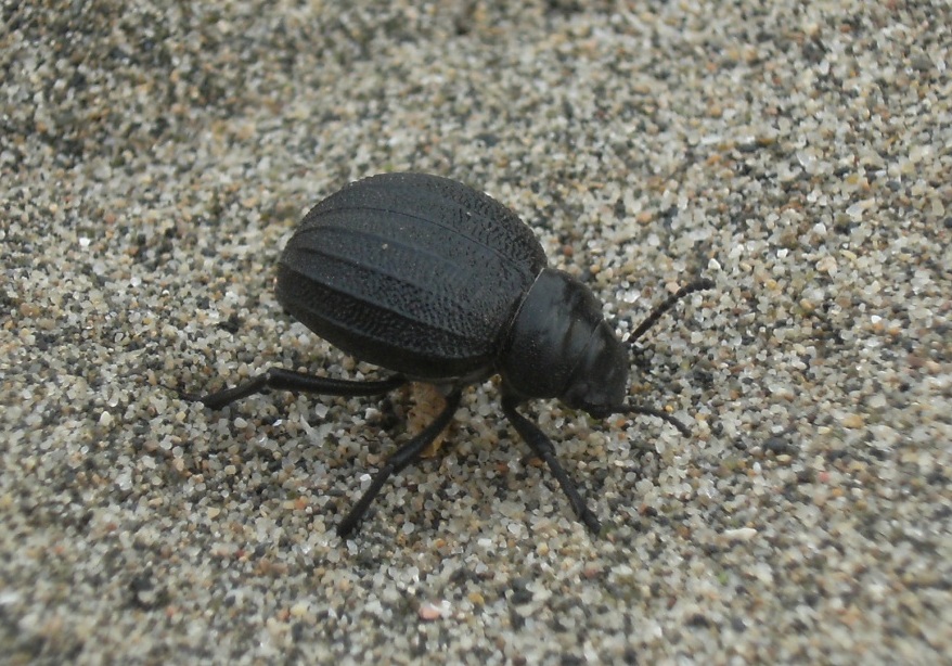 Pimelia ed Erodius sulla stessa duna